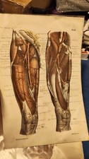Antica litografia Giacobbe