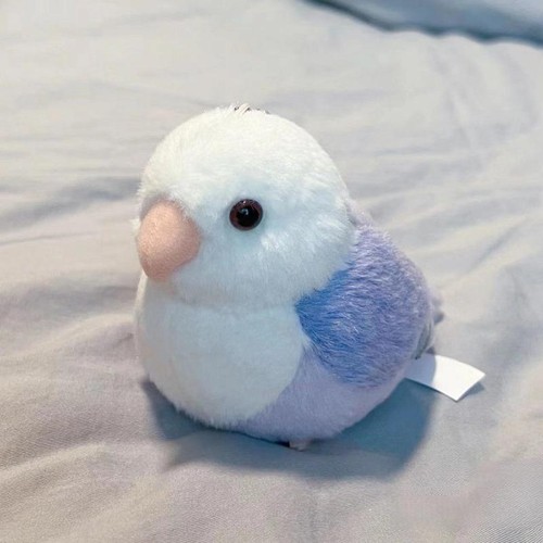 Lovebird pappagallo alta - lovebird,