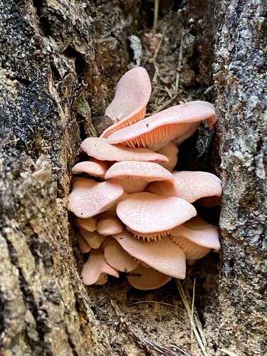 Pleurotus flabellatus micelio