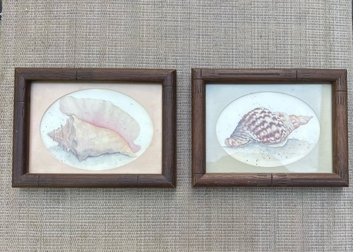 Set conchiglie costiere - 2,