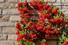 Piracanta Rossa "Pyracantha Coccinea" Agazzino Pianta Da Siepe Sempreverde in Va