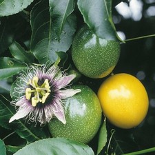 Passiflora edulis - , f