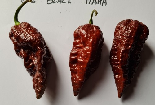 Semi peperoncino big - peperoncino,