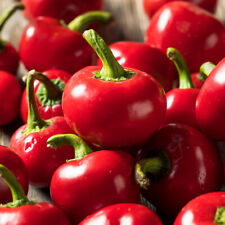 15 semi di peperoncino tondo