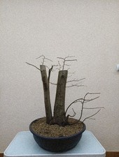 BONSAI