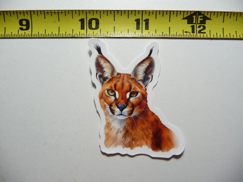 Caracal testa gatto - testa, di