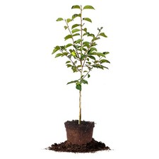 Persimmon Tree Live Plant Fuyu