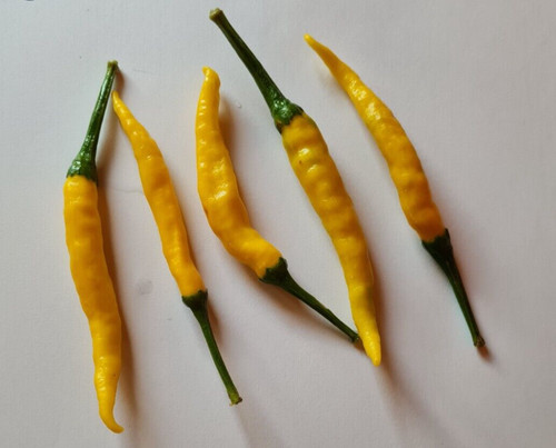 Semi peperoncino cedrino - semi, di