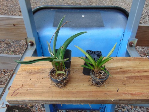 Tag oncidium tolumnia bloom - tag,