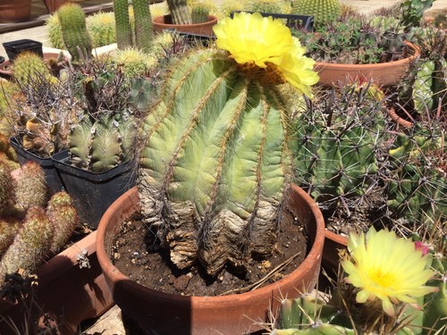 Cactus notocactus - cactus, (