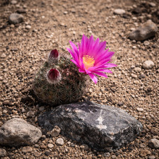 Echinocereus schwarzii l1305 - schwarzii,