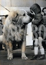 Foto vintage Animali, un cane