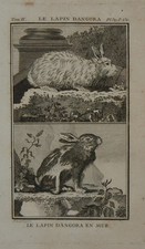 1748-CONIGLIO-D'ANGORA