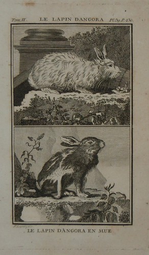 1748-CONIGLIO-D'ANGORA
