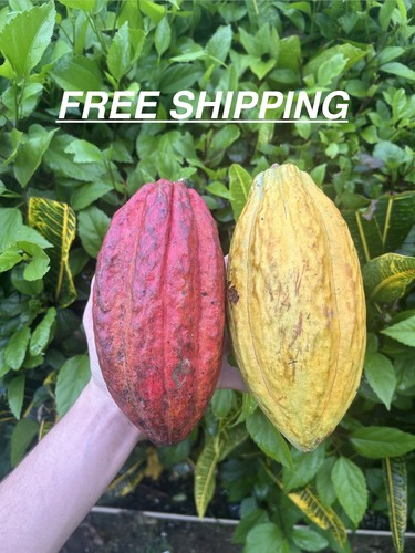 Cacao fruit cioccolatte - fruit,