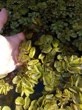 Pianta Laghetto galleggiante