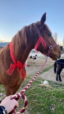 Vendo splendido cavallo sella