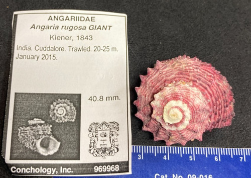 Angariidae angaria rugosa - angariidae,