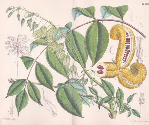 Decaisenea insignis himalaya - decaisenea,