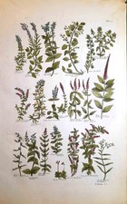Stampa antica BOTANICA ERBARIO