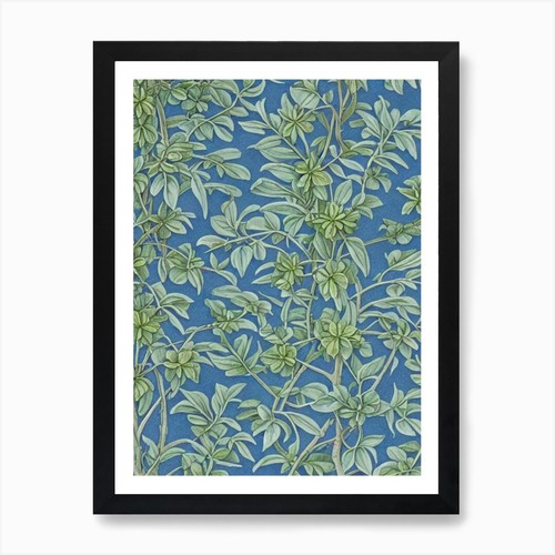 Feijoa vintage botanica frutta - feijoa,