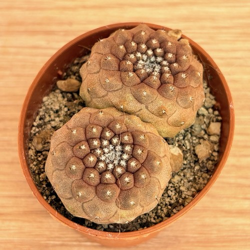 Copiapoa hypogea pot 5 - ,
