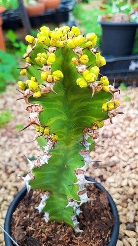 Euphorbia pseudocactus