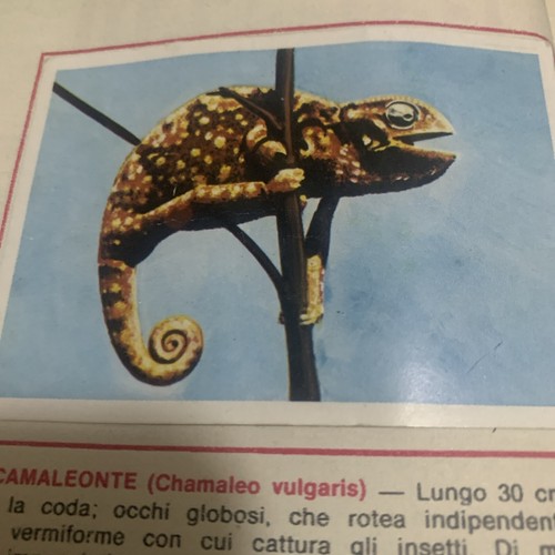 Figurina animali ed - 12,