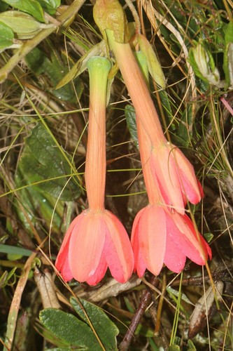 Semi passiflora crispolanata - 5,
