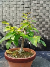 Bonsai di Carpino Coreana