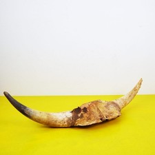 cranio e corna di animale