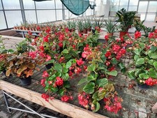 Set 3 Begonia Elatior