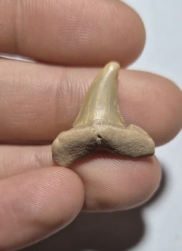 Dente fossile squalo - dente, di