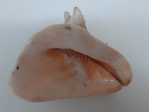 Conchiglia gigante - conchiglia,