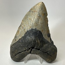 Dente di squalo megalodonte 5,74 pollici - massiccio - fossile naturale - autentico 19497