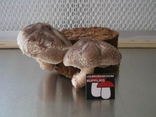 Shiitake (Lentinula edodes) 10