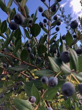 MIRTO 15 bacche fresche   bio