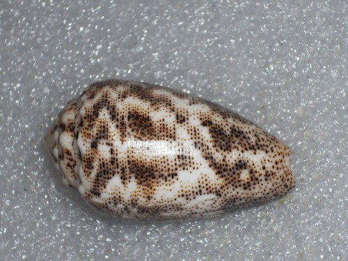 Conus arenatus var - arenatus, var.