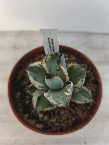 Agave titanota black and blue - titanota,