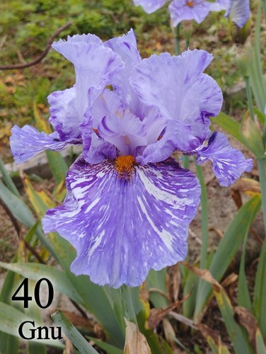 Rizoma iris germanica - 1,