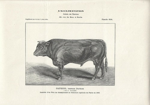 Stampa antica toro - toro, di