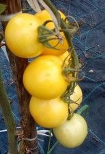 50 semi pomodoro ponderosa ( semi italiani bío. )