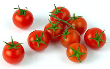 50 Pomodoro ciliegia NANO tomato seeds vegetable orto ortaggio sementi semi 