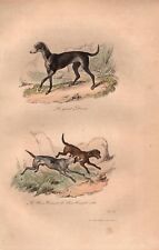 Stampa antica CANE GRAN DANESE