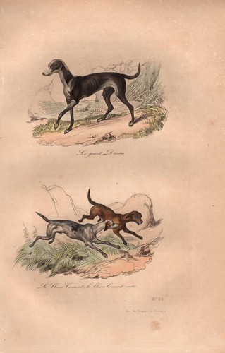 Stampa antica cane gran danese - antica,