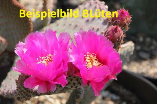 Opuntia basilaris moab cactus - basilaris,