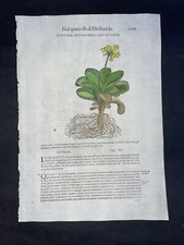 MATTIOLI - PIEDE D'ORSO XVI SECOLO XILOGRAFIA COLORATA A MANO STAMPA FOLIO 1017