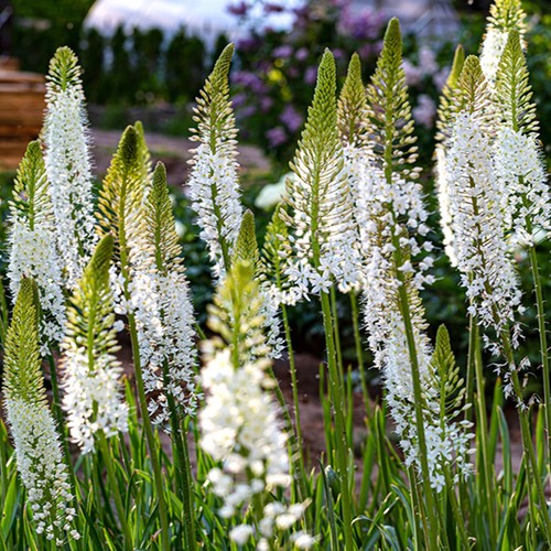 Eremurus coda volpe als - di,
