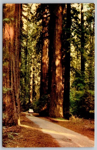 Cartolina california redwoods - cartolina,
