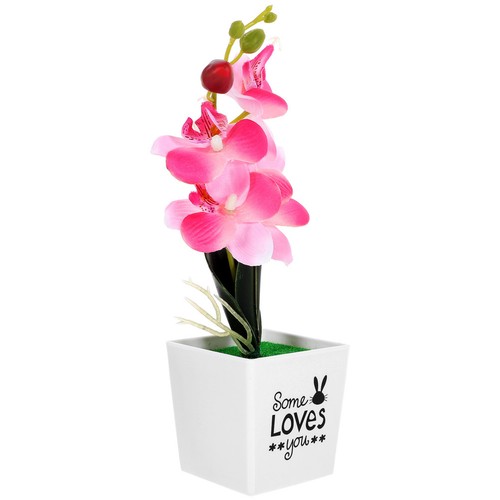 Bonsai orchidee falena - di,